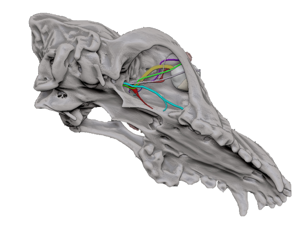 Light green line: neural pathway to lacrimal gland